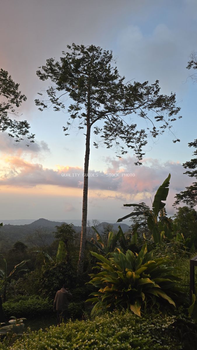 Tropical sunset view from Bali glamping garden with tall tree, lush vegetation, and mountain landscape at golden hour - stock photo