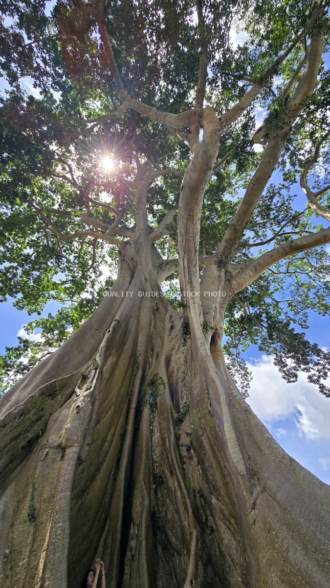 Ancient Bayan tree in Bali photographed from below with sunlight filtering through green canopy - stock photo