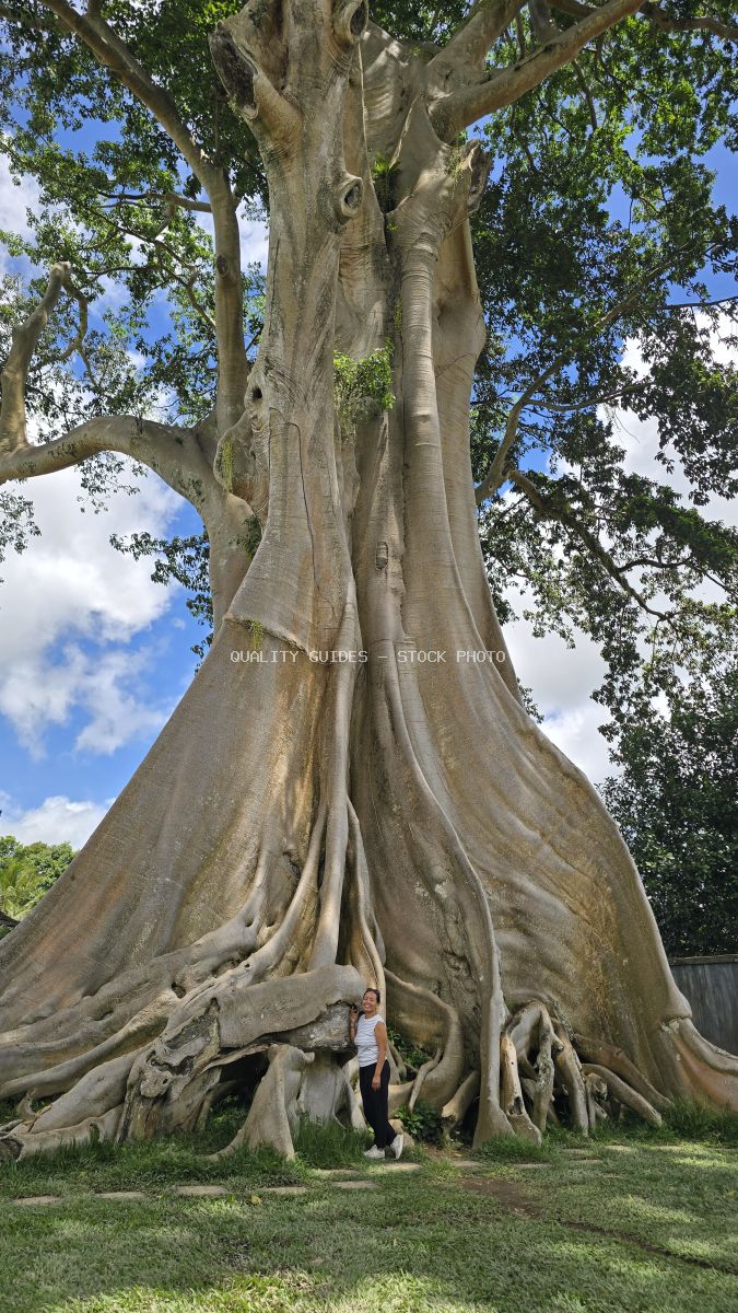 Person standing at base of massive ancient Bayan tree in Bali with fluted trunk and green canopy - stock photo