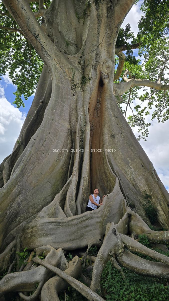 Woman standing inside hollow trunk of ancient banyan tree with massive roots in Bali - stock photo