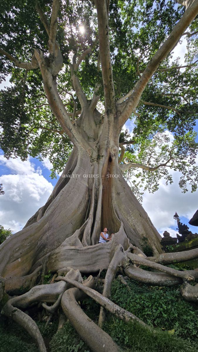Ancient Bayan tree in Bali with massive aerial roots and person sitting beneath canopy - stock photo