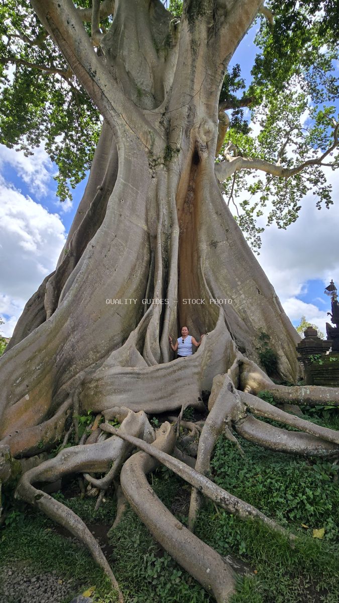Person standing inside the massive hollow trunk of the ancient Bayan tree in Bali with exposed roots and green foliage - stock photo
