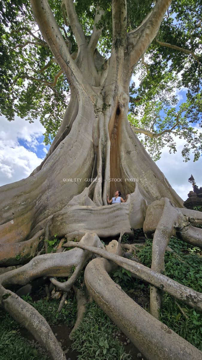 Ancient Bayan tree in Bali with massive trunk, exposed roots, and visitor exploring the hollow base beneath lush green canopy - stock photo