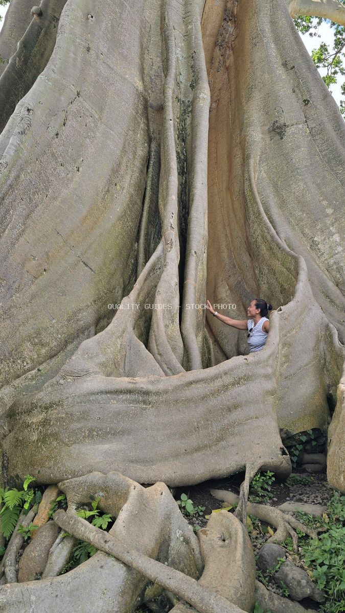 Woman touching ancient tree trunk interior at Bayan Ancient Tree in Bali, Indonesia - stock photo
