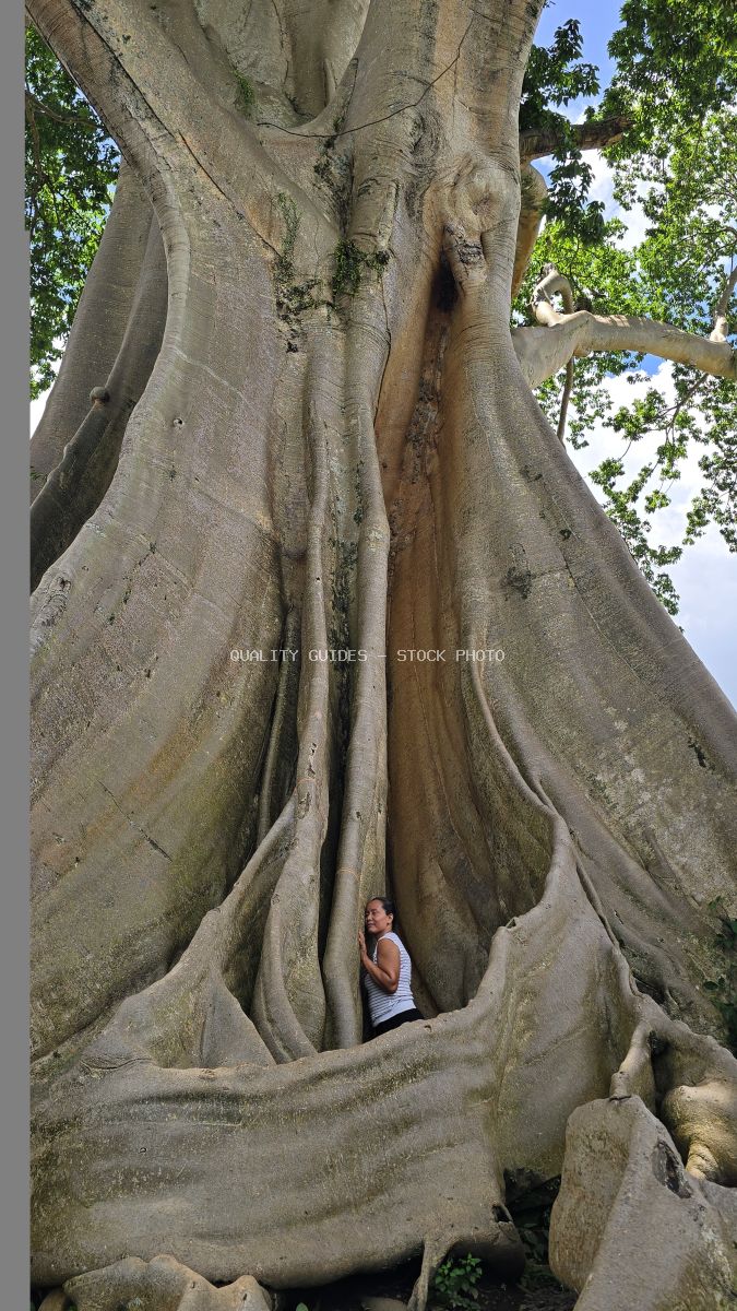 Person standing inside the hollow trunk of an ancient Bayan tree in Bali with green canopy above - stock photo