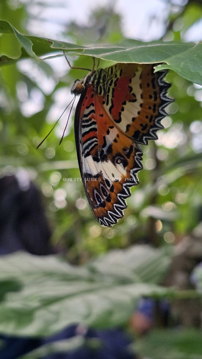 Vibrant orange and brown butterfly with intricate patterns hanging from a green leaf in tropical Bali garden - stock photo