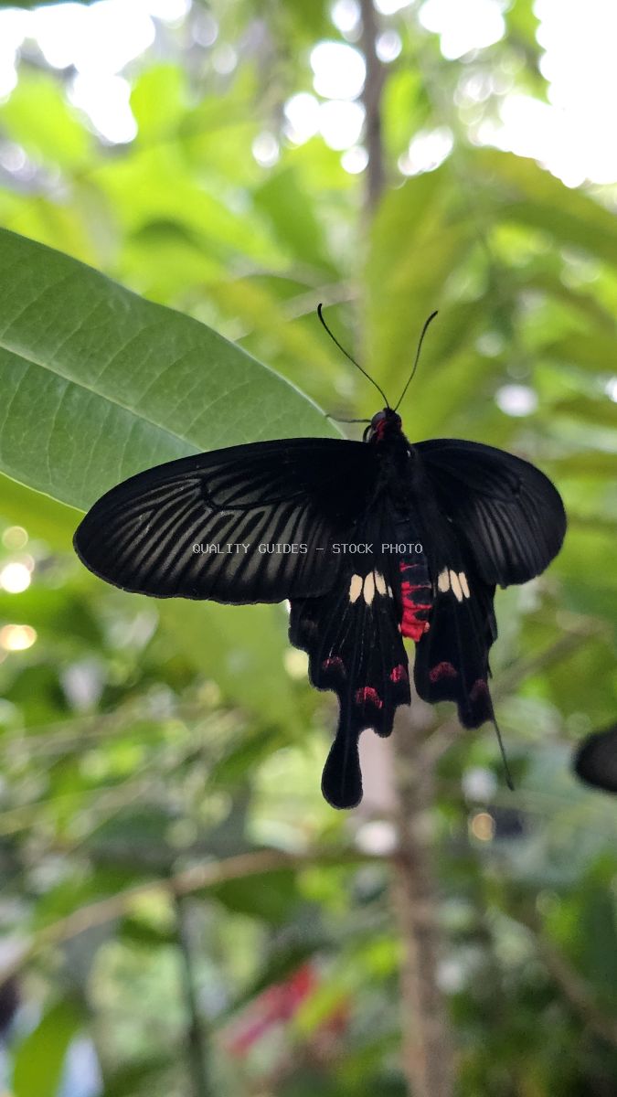 Black swallowtail butterfly with red and white wing markings perched on green leaf in tropical garden - stock photo