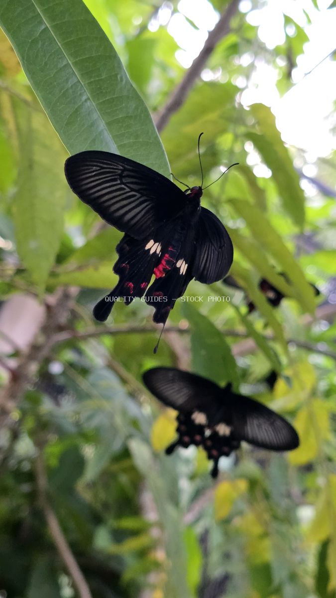 Two black swallowtail butterflies with red markings on green tropical leaves in Bali - stock photo