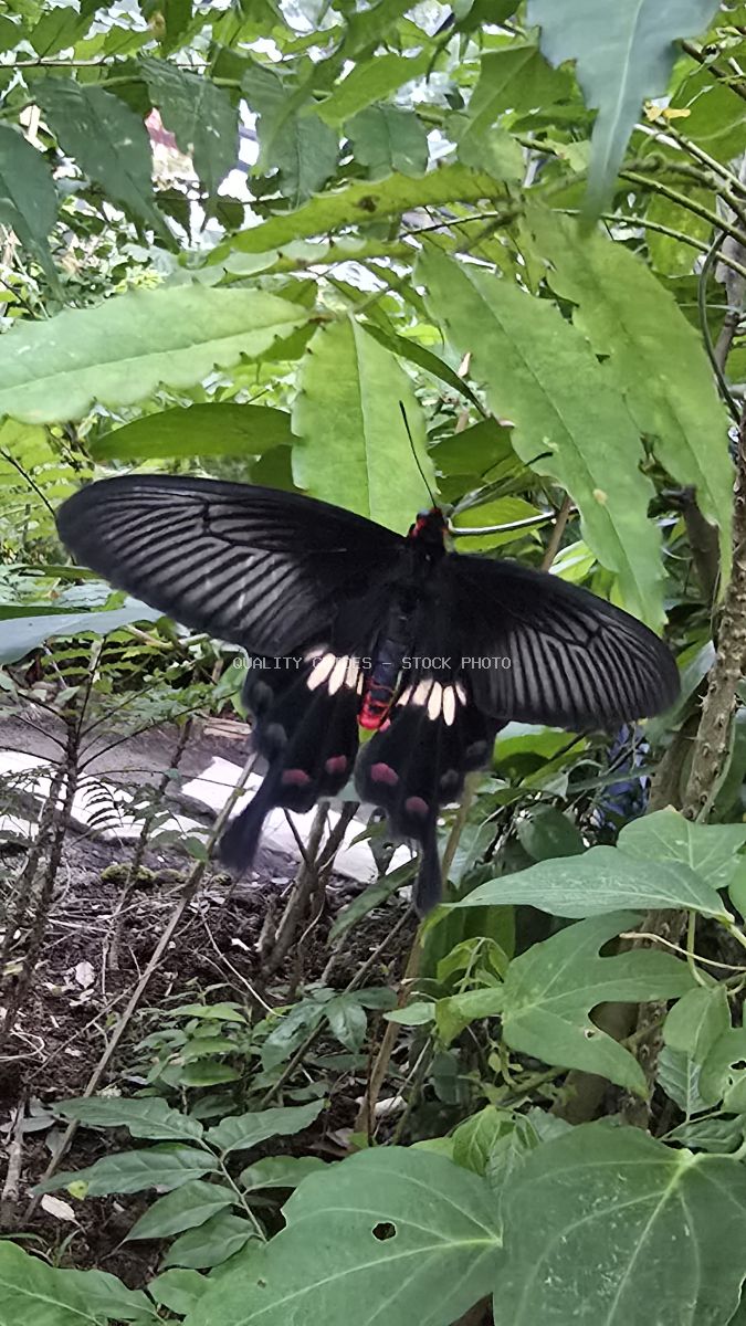 Black swallowtail butterfly with white and red wing markings perched among green tropical foliage and flowering plants in a Bali garden - stock photo