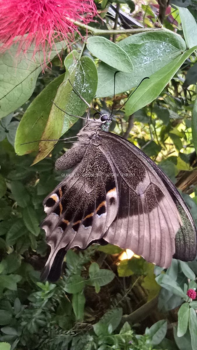 Black swallowtail butterfly with white eyespots on green leaves near pink flowers in tropical Bali garden - stock photo