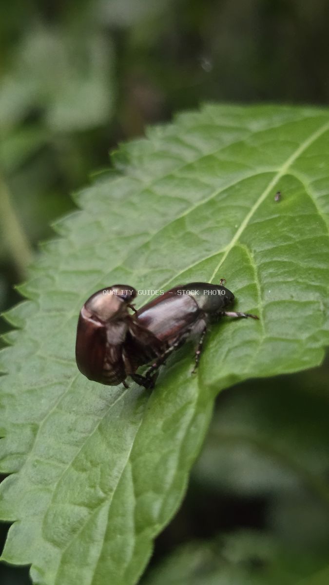 Dark brown beetle on green leaf with visible veining and soft blurred background - stock photo