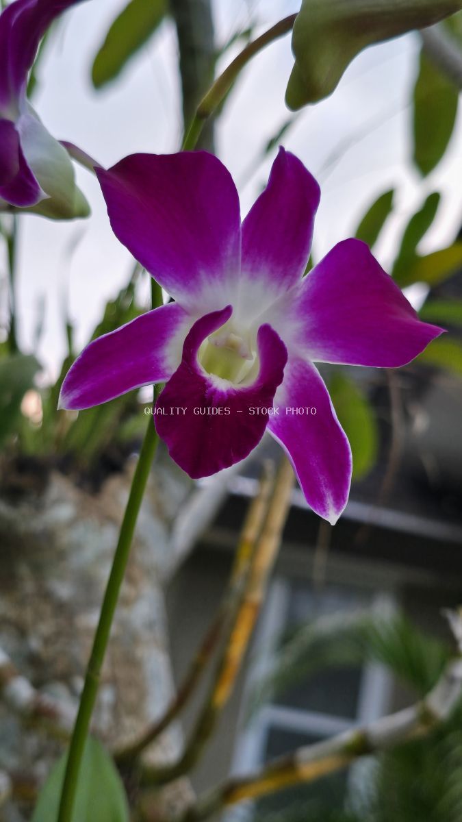 Close-up of vibrant purple and white orchid flowers with green stems in a Bali garden setting - stock photo
