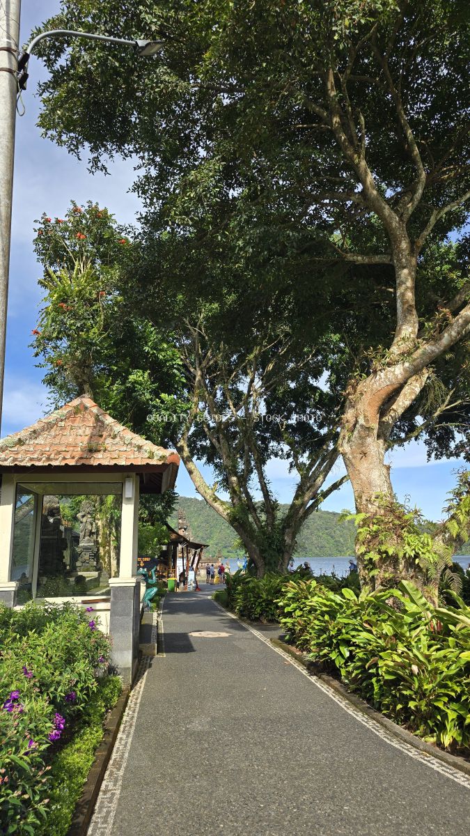 Ancient tree-lined pathway at Ulun Danu Beratan Temple in Bali with purple flowers and lake view - stock photo