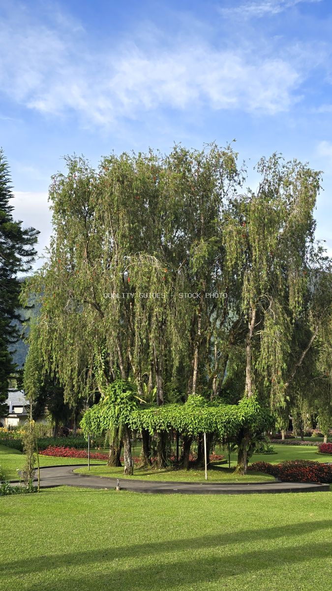 Weeping willow tree with cascading green branches in manicured gardens at Ulun Danu Beratan Temple, Bali - stock photo